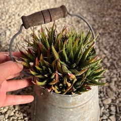 観葉植物　多肉植物