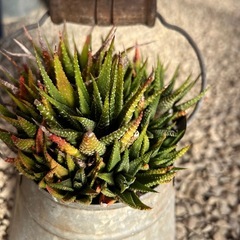 観葉植物　多肉植物の画像