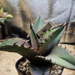アガベ オテロイ 実生株⑧