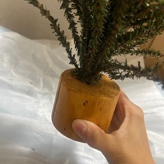 ニコアンド　クリスマスツリー小の画像