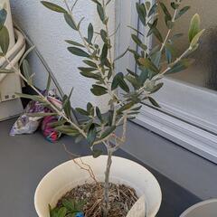 オリーブの木