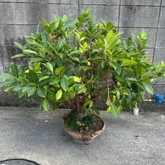 ガジュマル