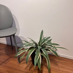 ②ダークグリーン　※鉢付き　フェイクグリーン　モンステラ　人工観葉植物　の画像