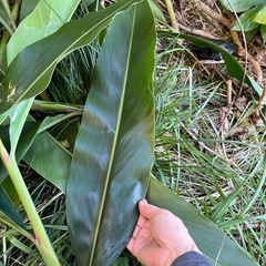 月桃の葉の画像