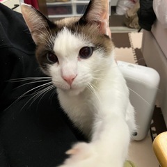 保護猫（1歳8ヶ月くらい）