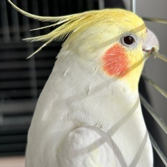 ＜里親様決まりました＞　　オカメインコ  ルチノー　里親募集