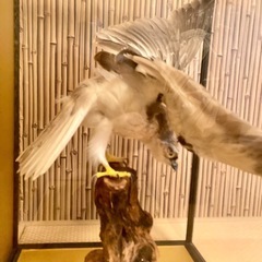 レア物　白鷹　剥製　ガラスケース入りの画像