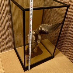 レア物　白鷹　剥製　ガラスケース入りの画像