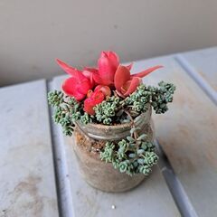 多肉植物 その132