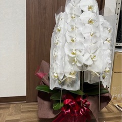 胡蝶蘭　ラッピング付き