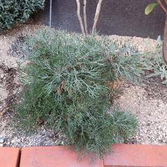 地植えコニファー、沈丁花の画像