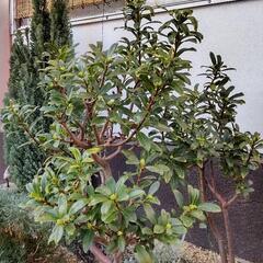 地植えコニファー、沈丁花の画像