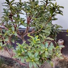 地植えコニファー、沈丁花の画像
