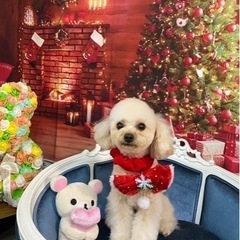 犬のお世話バイト