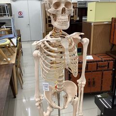 人体模型　スタンド付き