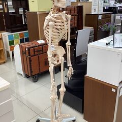 人体模型　スタンド付きの画像