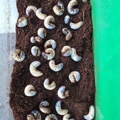 国産カブトムシ幼虫(ほとんどが大きいです)