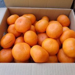 宮川早生温州ミカン２Ｌサイズ。￥８００/箱（８ｋｇ）です。