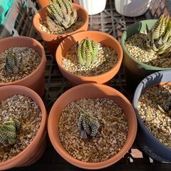 ★ 一鉢 500円 多肉植物 ハオルチア キンエボシ 金烏帽子 観葉植物 サボテンの画像