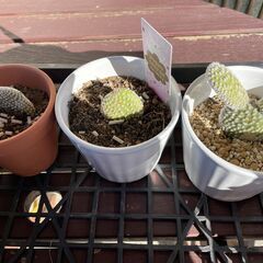 ★ 一鉢 500円 多肉植物 ハオルチア キンエボシ 金烏帽子 観葉植物 サボテンの画像
