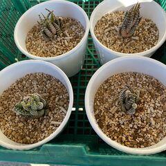 ★ 一鉢 500円 多肉植物 ハオルチア キンエボシ 金烏帽子 観葉植物 サボテンの画像