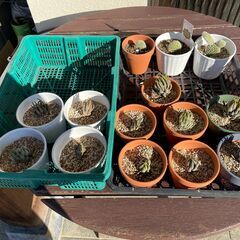 ★ 一鉢 500円 多肉植物 ハオルチア キンエボシ 金烏帽子 ...