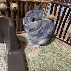 うさぎの里親を募集しております。