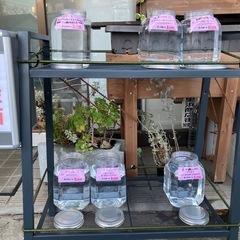 メダカ無人販売　横須賀市根岸町　1/14(火)は通常販売の画像