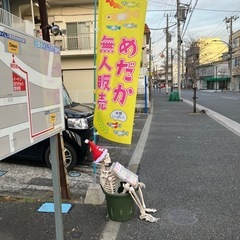 メダカ無人販売　横須賀市根岸町　1/14(火)は通常販売の画像