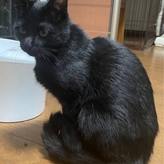 黒猫の仔猫　めっちゃ甘えん坊美人のモッチー