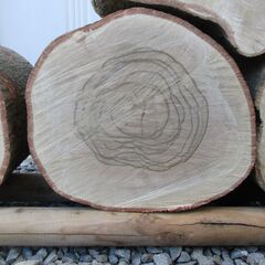 ■(完売) :丸太・樫( カシ ) の広葉樹-2・・圧巻の重厚感と強度最強クラスの画像