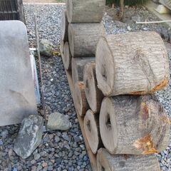 ■(完売) :丸太・樫( カシ ) の広葉樹-3の画像