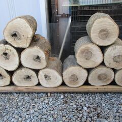 ■(完売) :丸太・樫( カシ ) の広葉樹-3の画像