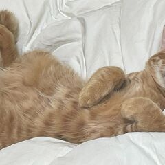 【トライアル中】元気で明るいオス猫　7ヶ月