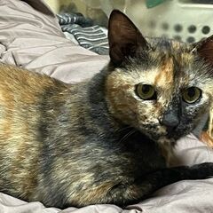非常に賢くて人馴れしているメス猫　2~3歳