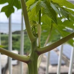 パパイヤの見分け