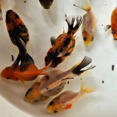 オランダショートテール