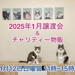 （ご参加ありがとうございます）teamねこまんま　1月譲渡会&チ...