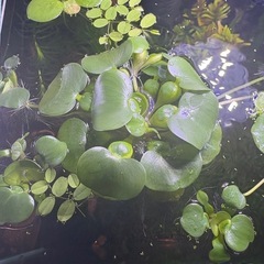 ヒメホテイアオイ親株