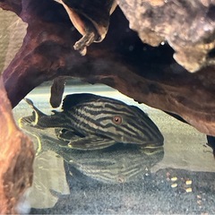 熱帯魚　アクアリウム　プレコ　ロイヤルプレコ　淡水魚の画像