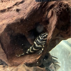 熱帯魚　プレコ　アクアリウム　クイーンインペリアルタイガープレコ　プレコ　淡水魚の画像
