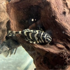 熱帯魚　プレコ　アクアリウム　クイーンインペリアルタイガープレコ...