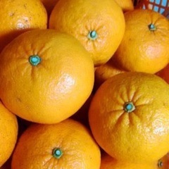 甘夏みかん　優品 2Lサイズ　約★10Kg