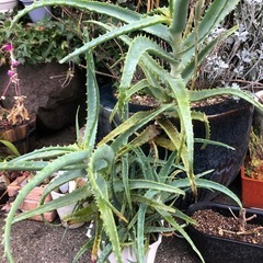 🌵アロエ（木立）🌵