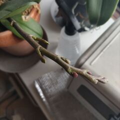 胡蝶蘭差し上げますの画像