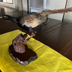 キジの剥製の画像
