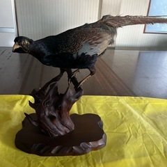 キジの剥製の画像