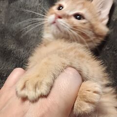 たくさんのお問い合わせありがとうございました。 - 猫