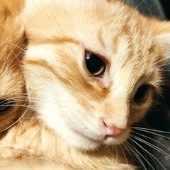 たくさんのお問い合わせありがとうございました。 - 里親募集