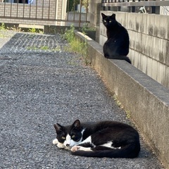 ✨同性(女性)のお友達が欲しいです！✨